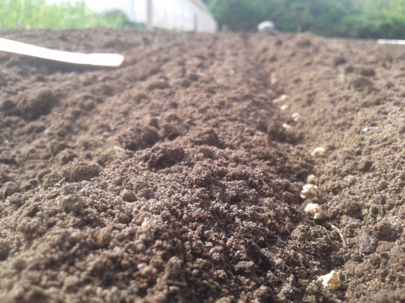 Як підготувати ґрунт для посіву на мотоблоці